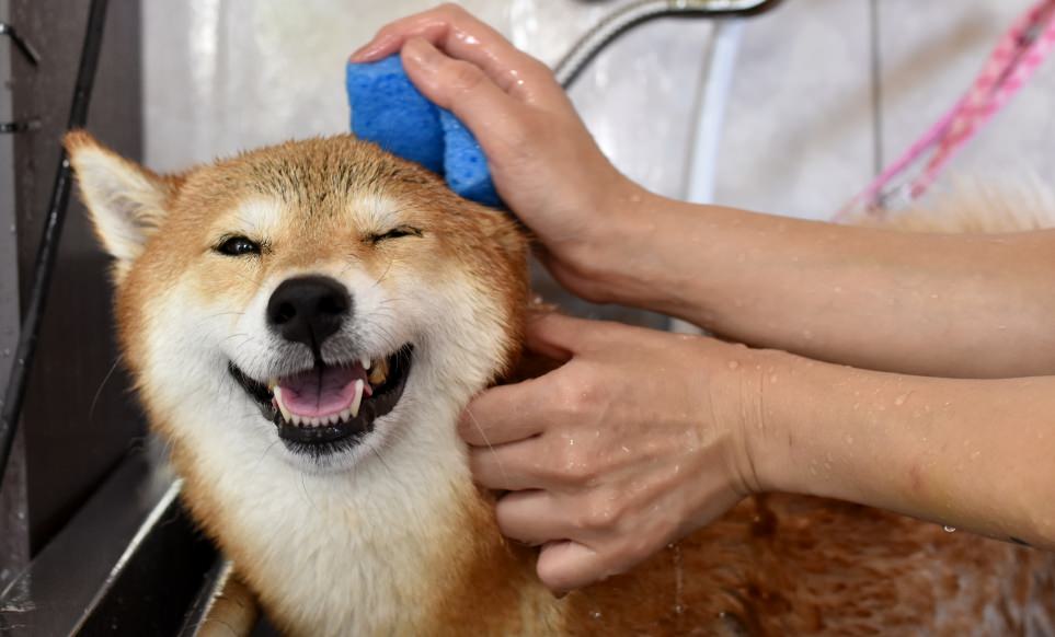 ウルトラファインバブルの利用シーン9